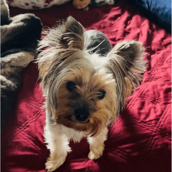 Meet your Posher, Molly - Picture 2 of 4